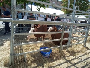 Photo Estavayer 052022 13