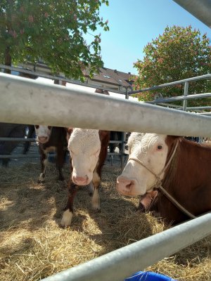 Photo Estavayer 052022 15