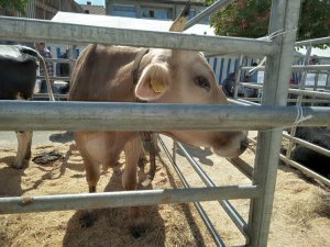 Photo Estavayer 052022 20