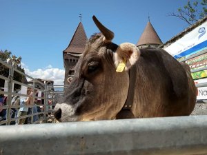 Photo Estavayer 052022 22