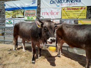 Photo Estavayer 052022 23