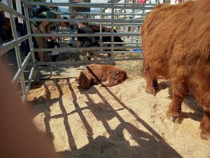 Photo Estavayer 052022 9