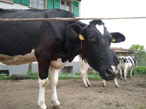 Photo Vache Maradan