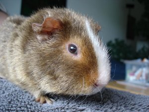 Photo Cochon 062005 1