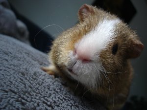 Photo Cochon 062005 2