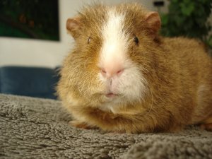 Photo Cochon 161105 1