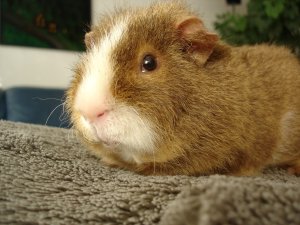 Photo Cochon 161105 2