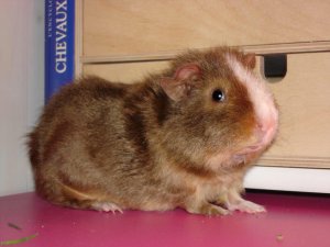 Photo Cochon d Inde 10042005 1