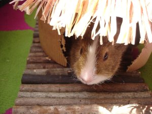 Photo Cochon d Inde 10042005 6