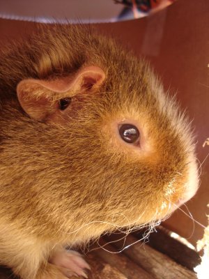 Photo Cochon d Inde 10042005 7