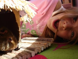 Photo Cochon d Inde 10042005 8