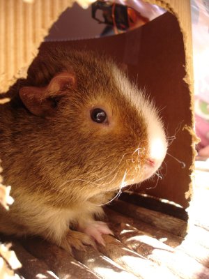 Photo Cochon d Inde 10042005 9