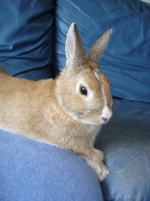 Photo Lapin de Leila 1