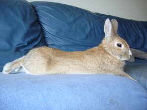 Photo Lapin de Leila 2