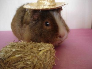 Photo Tony 08082006 02