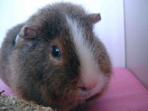 Photo Tony 08082006 05