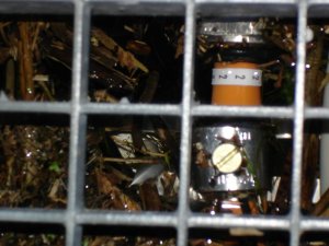 Photo Chevroux 2005 05