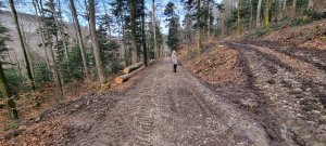 Photo Foret Evilard 20240225 161415