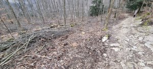 Photo Foret Evilard 20240225 163531