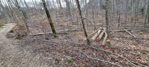 Photo Foret Evilard 20240225 163613