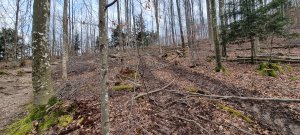 Photo Foret Evilard 20240225 163801