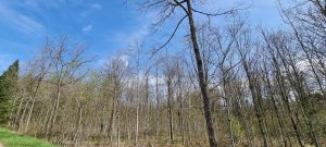 Photo Foret Payerne 20240405 130317