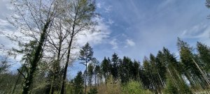Photo Foret Payerne 20240405 131025