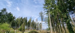 Photo Foret Payerne 20240405 131035