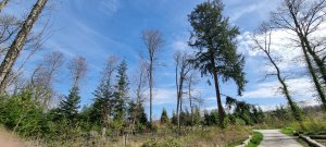 Photo Foret Payerne 20240405 131306