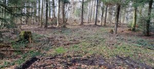 Photo Foret Rossens 20240316 135102