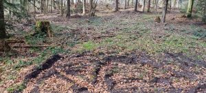 Photo Foret Rossens 20240316 135106